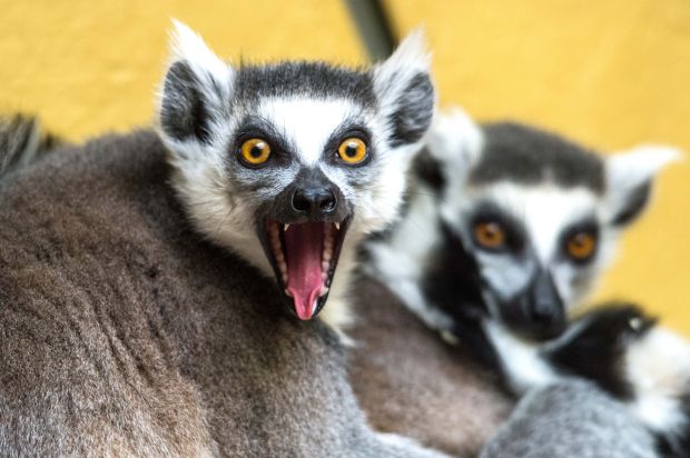 Animal shots of the week